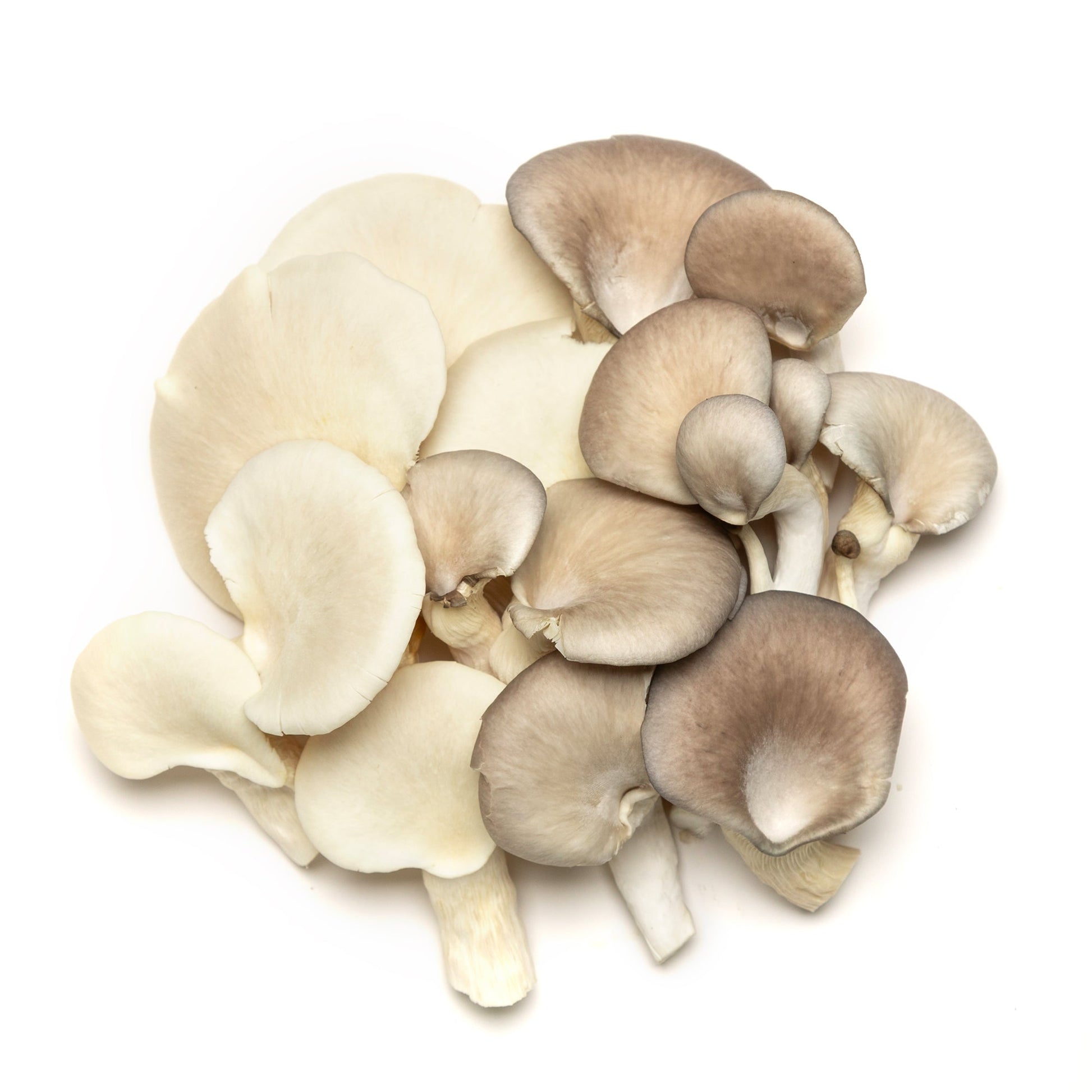Champignons (mixtes) - Redfrog Lab