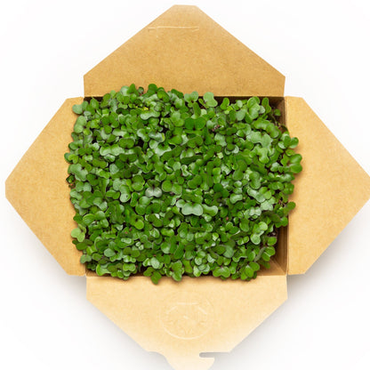 Chou rouge - Redfrog Lab