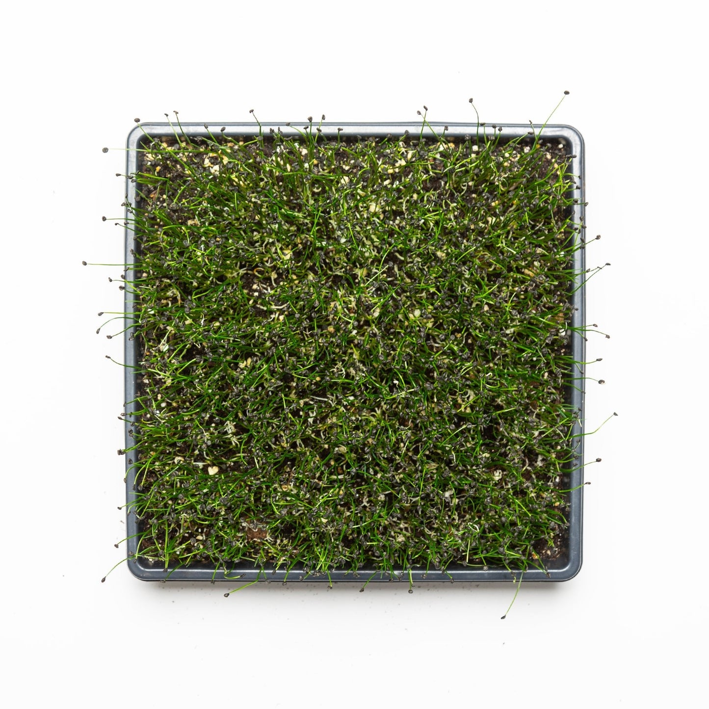 Ciboulette Ail - Redfrog Lab