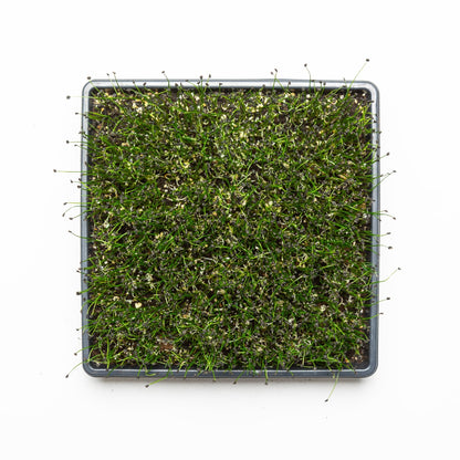 Ciboulette Ail - Redfrog Lab