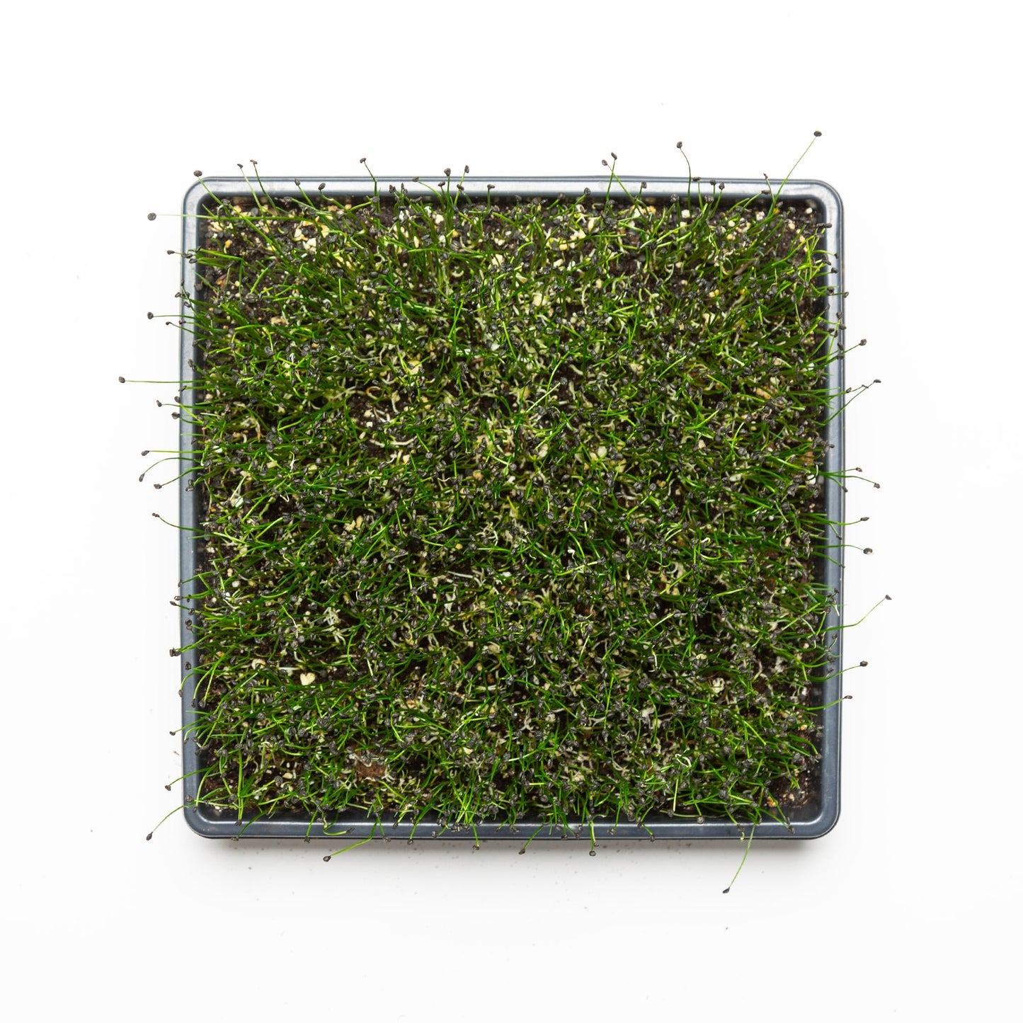 Ciboulette Ail - Redfrog Lab