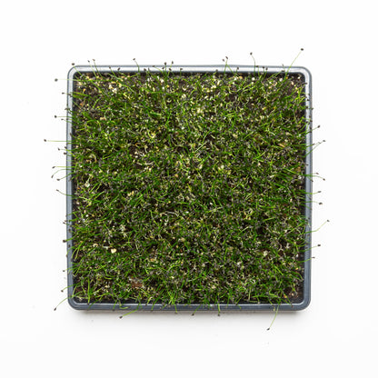 Ciboulette Ail - Redfrog Lab