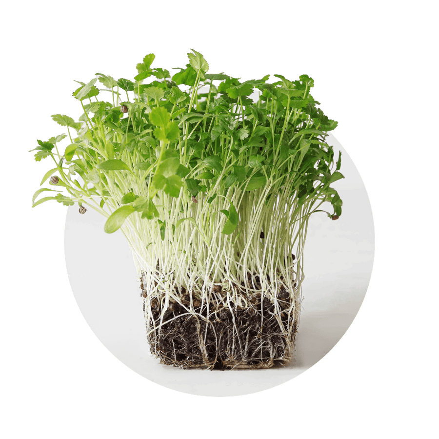 Cilantro