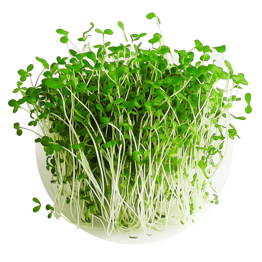 Curled cress