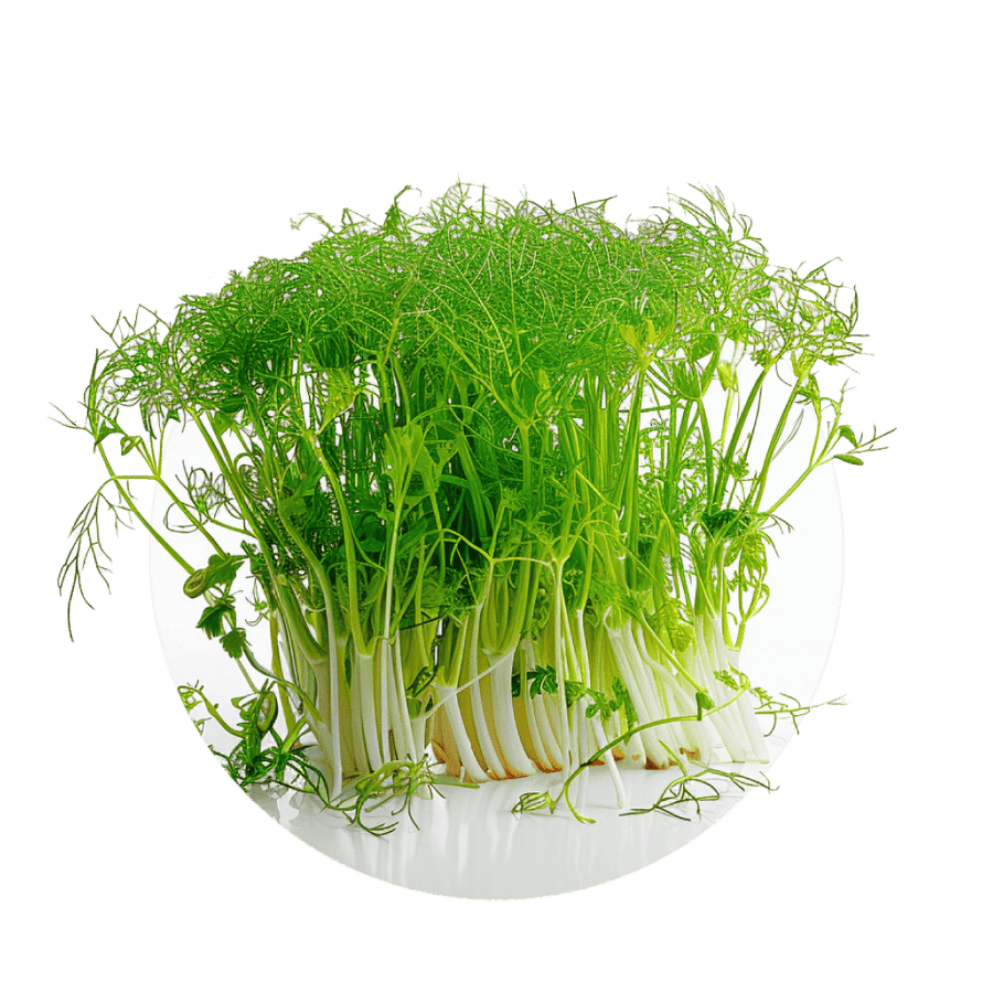 Fennel