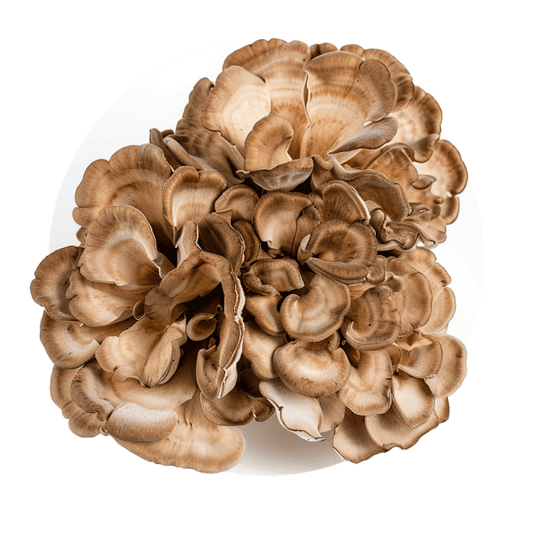 Maitake - Redfrog Lab