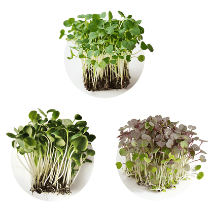 Mix Éclipse - Redfrog Lab