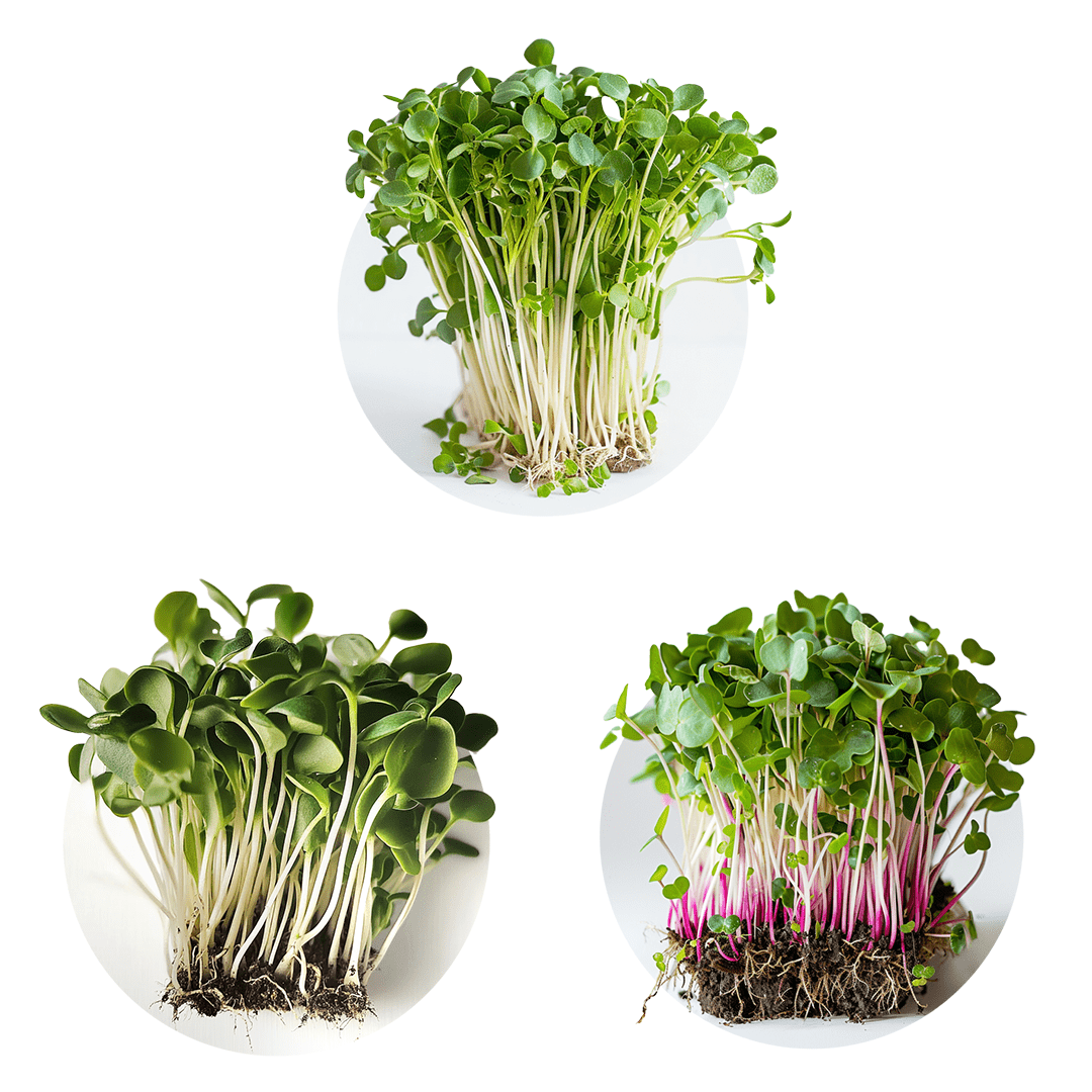 Mix Solstice - Redfrog Lab