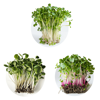 Mix Solstice - Redfrog Lab