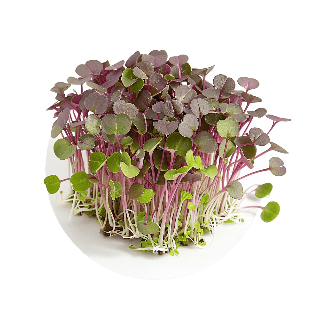 Moutarde mizuna rouge - Redfrog Lab