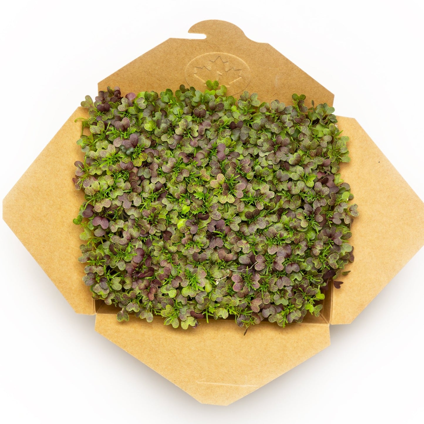 Moutarde mizuna rouge - Redfrog Lab