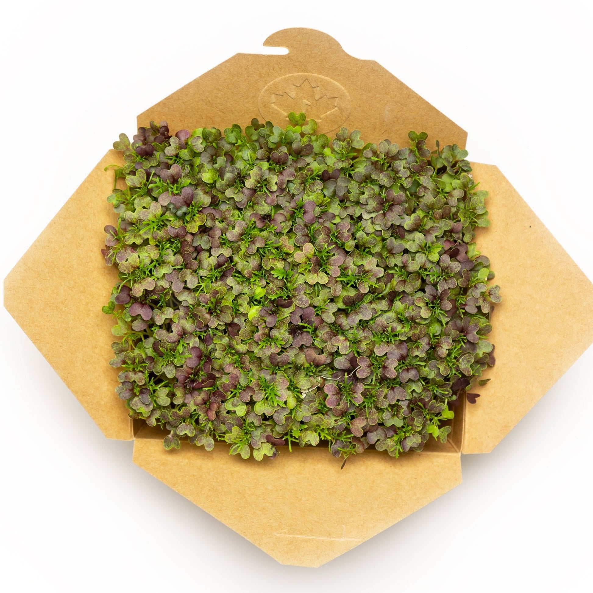 Moutarde mizuna rouge - Redfrog Lab