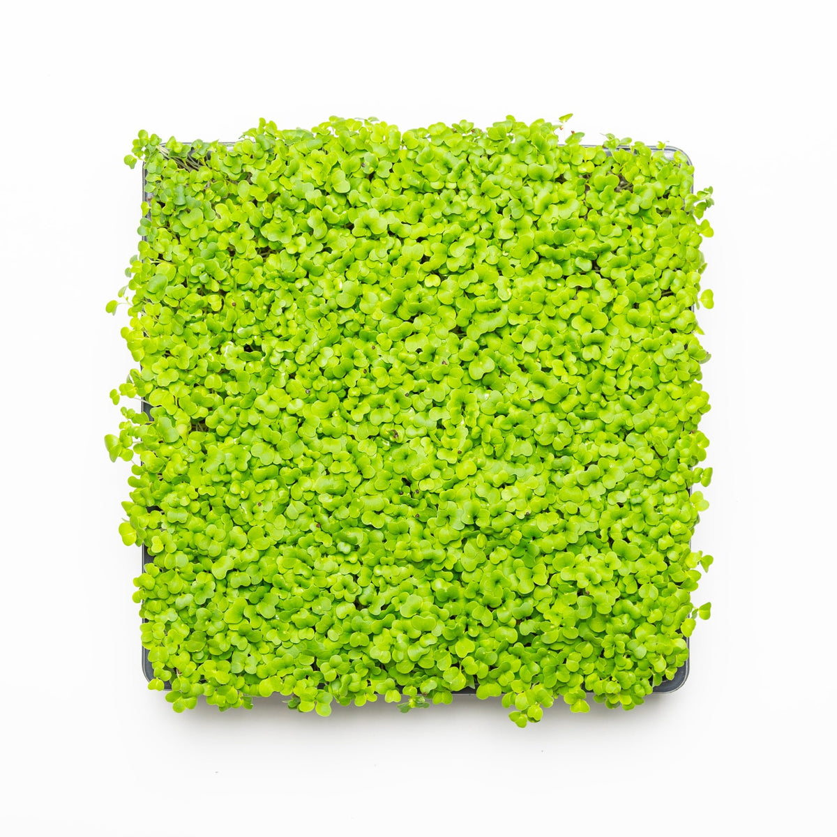 Moutarde mizuna verte - Redfrog Lab