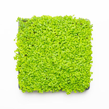 Moutarde mizuna verte - Redfrog Lab