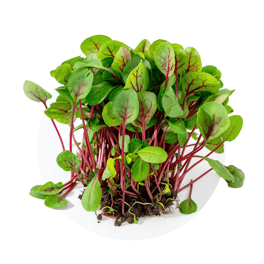 Blood sorrel (acidity)
