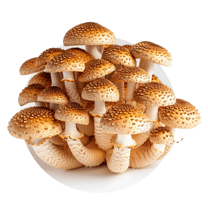 Pholiote adipeuse - Redfrog Lab