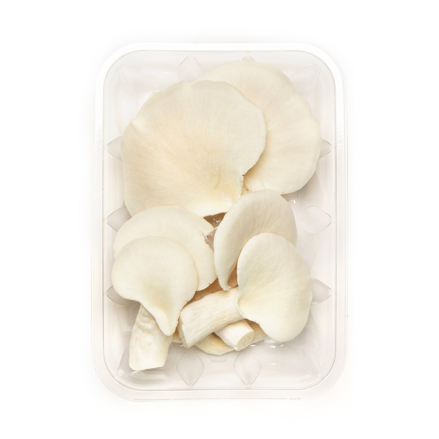 Pleurote blanc - Redfrog Lab