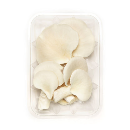 Pleurote blanc - Redfrog Lab