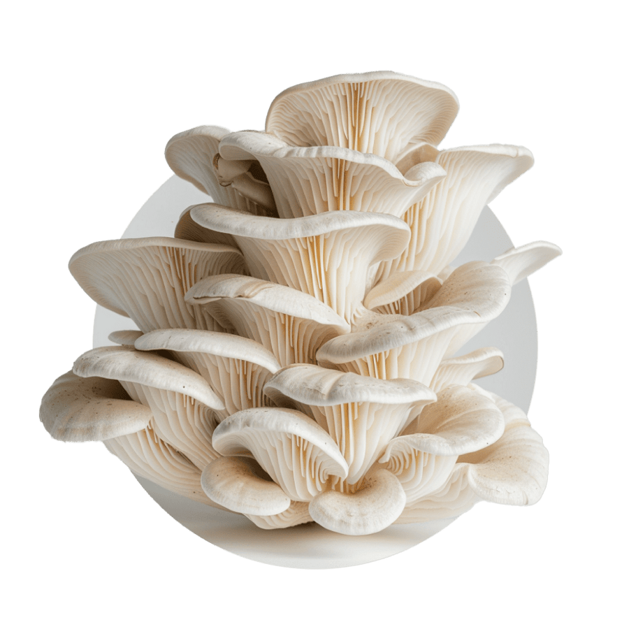 Pleurotes blanc, bleu et Phénix