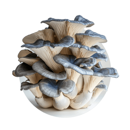 Pleurote bleu - Redfrog Lab