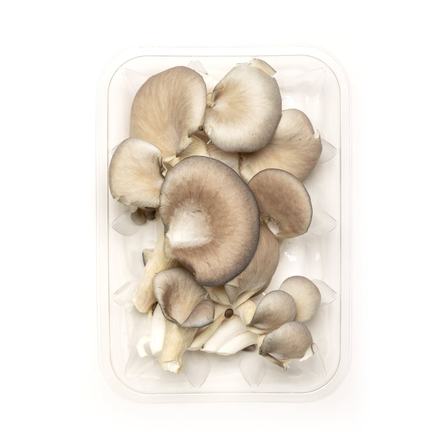 Pleurote bleu - Redfrog Lab