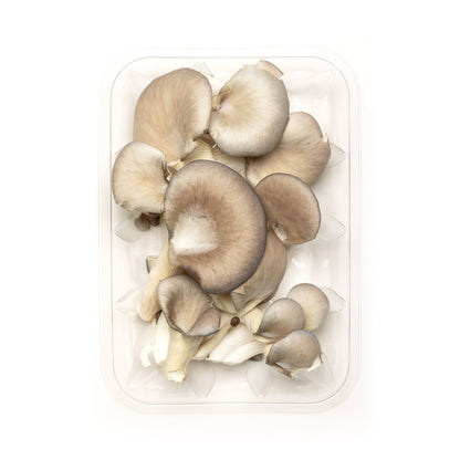 Pleurote bleu - Redfrog Lab