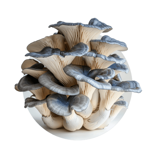 Pleurote bleu - Restaurant | Redfrog Lab - Redfrog Lab
