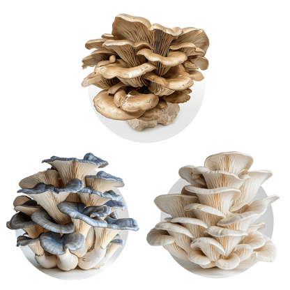 Pleurotes (mixtes) - Redfrog Lab