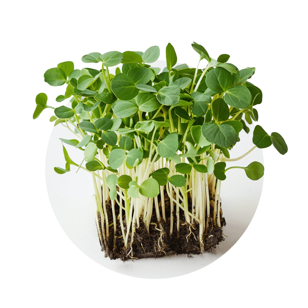 Pois 65g - Redfrog Lab