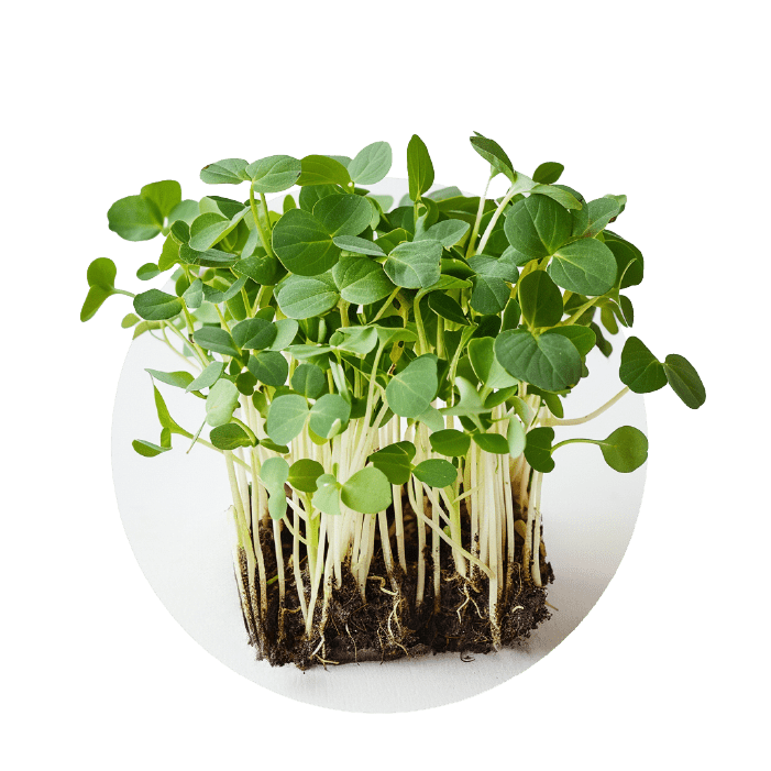 Sweet pea & Tendril pea