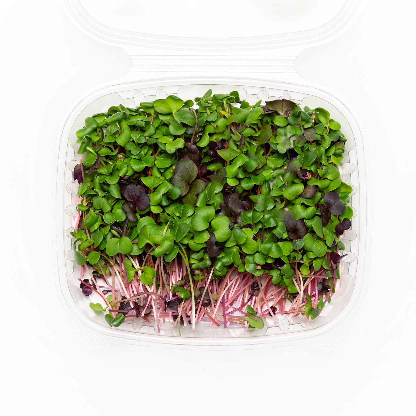 Radis 50g - Redfrog Lab