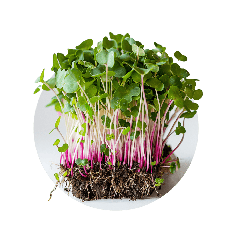 Radish (mixed)