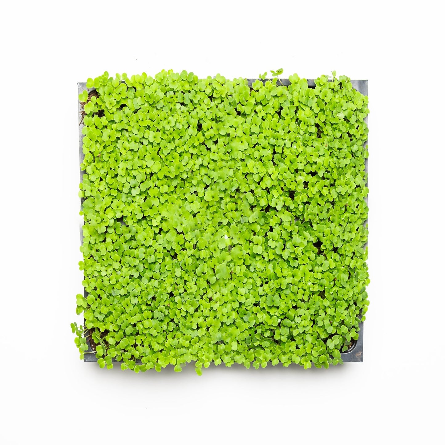 Roquette (Arugula) - Redfrog Lab