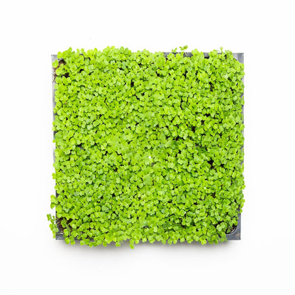 Roquette (Arugula) - Redfrog Lab