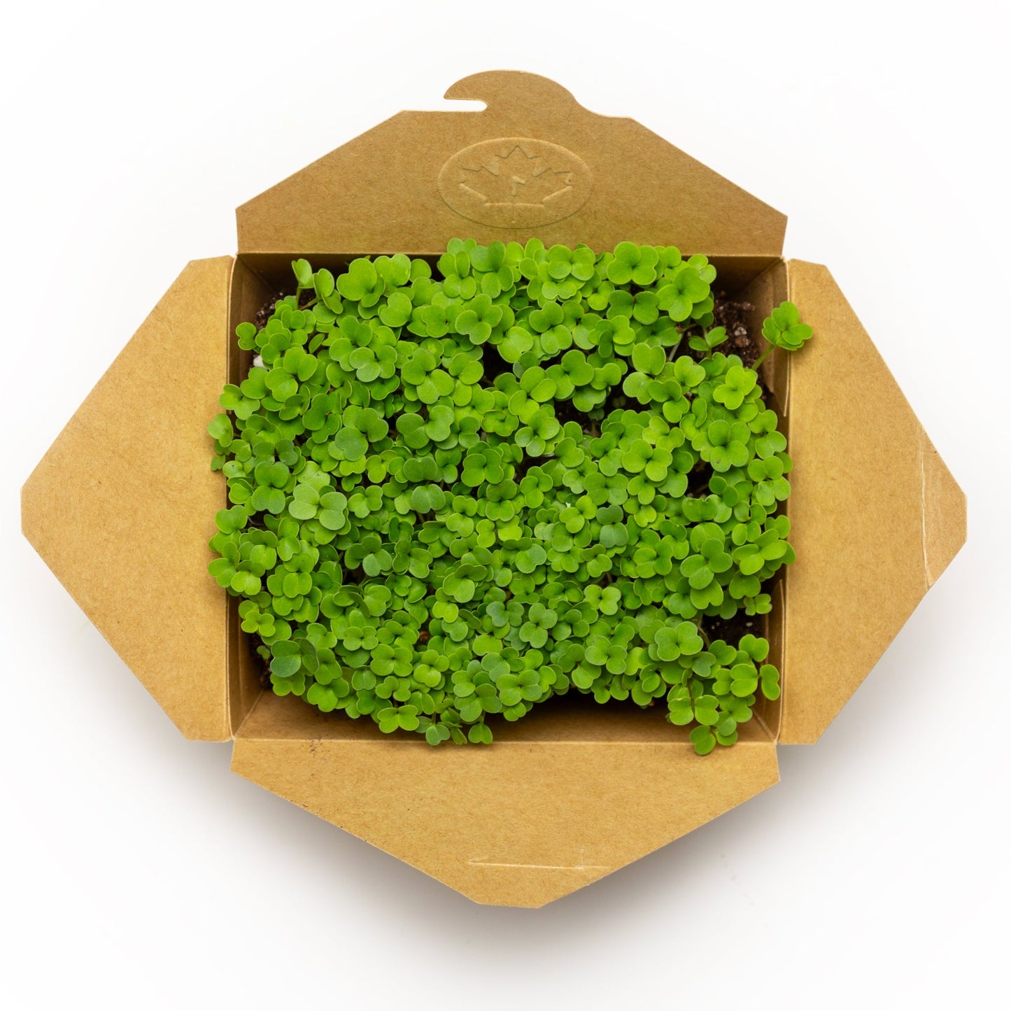 Roquette (Arugula) - Redfrog Lab