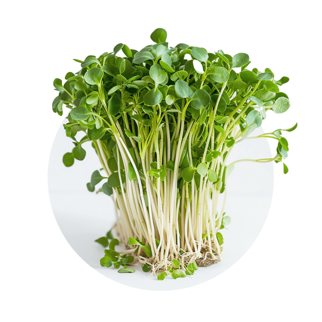 Roquette (Arugula) - Redfrog Lab