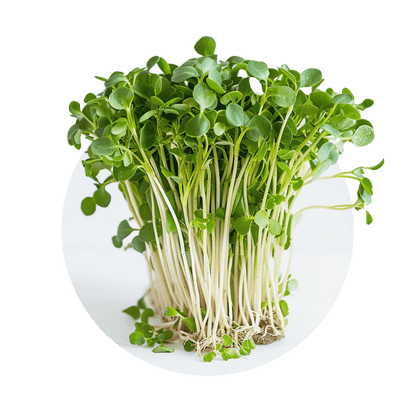 Roquette (Arugula) - Redfrog Lab