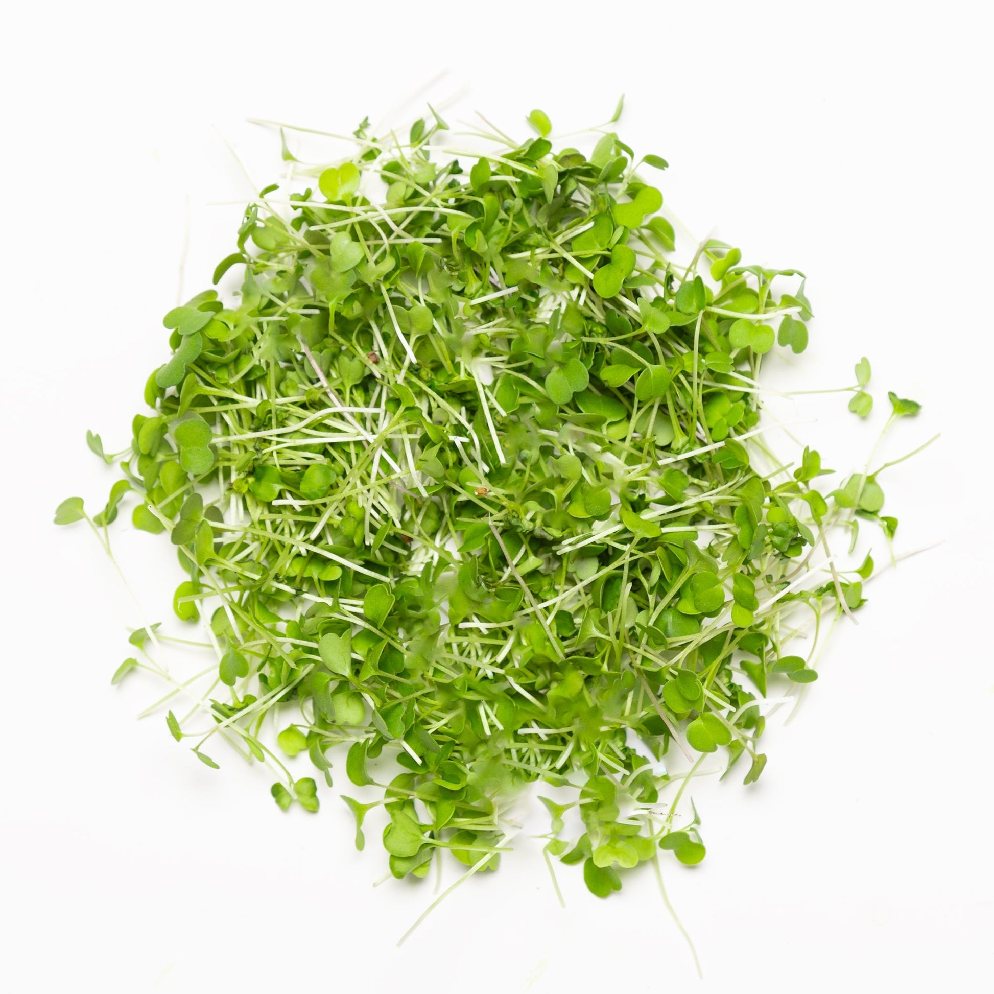 Roquette (Arugula) - Redfrog Lab