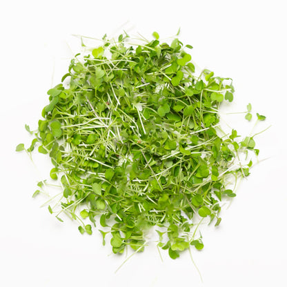Roquette (Arugula) - Redfrog Lab