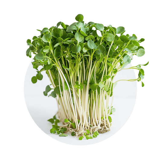 Roquette (Arugula) - Redfrog Lab