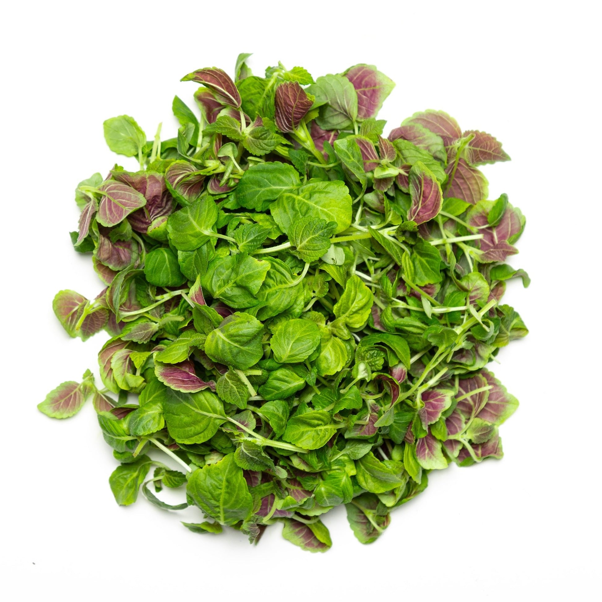 Shiso - Redfrog Lab