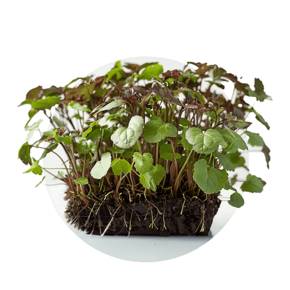 Shiso - Redfrog Lab