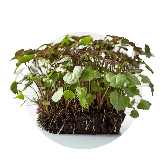 Shiso - Redfrog Lab