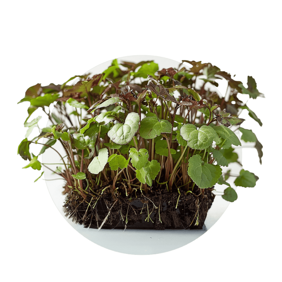 Shiso