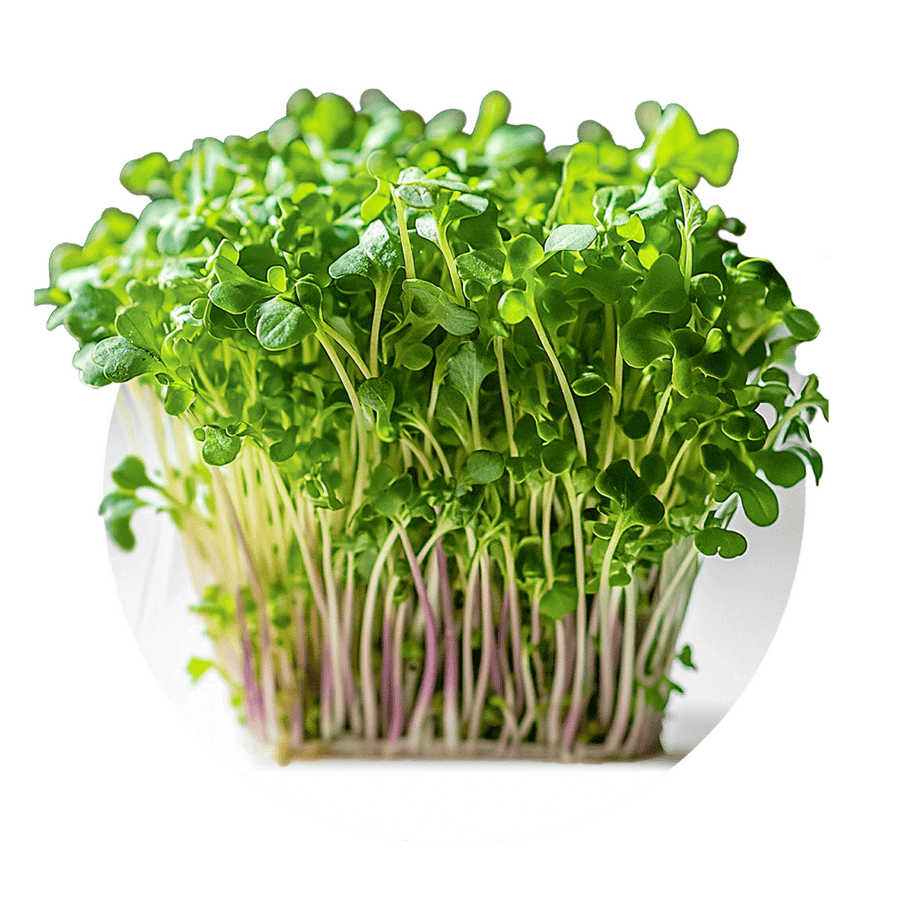 Shungiku (edible chrysanthemum)
