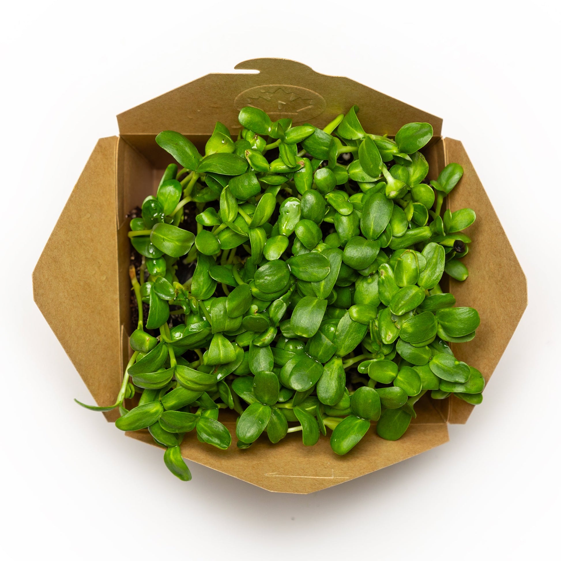 Tournesol 65g - Redfrog Lab