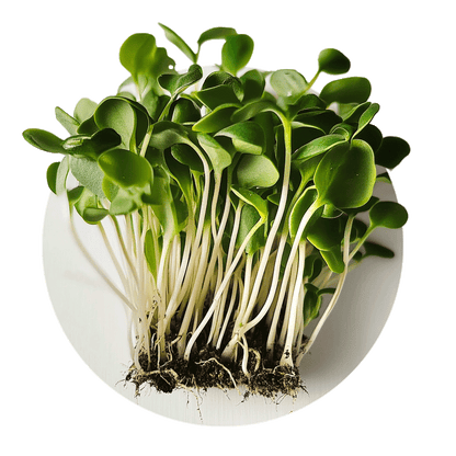 Tournesol 65g - Redfrog Lab