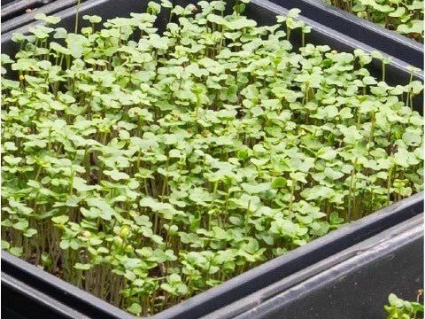 Trays of green microgreens growing at the farm