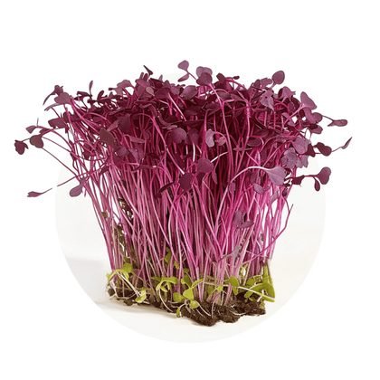 Amaranth